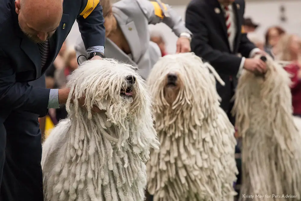 cani che non perdono il pelo