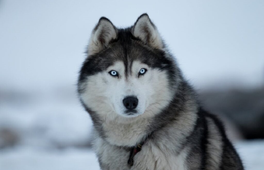 cani che hanno gli occhi azzurri
