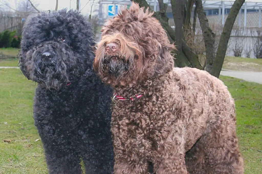 cani che amano l'acqua