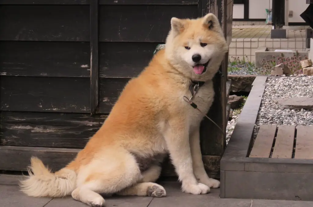 cani che sembrano husky
