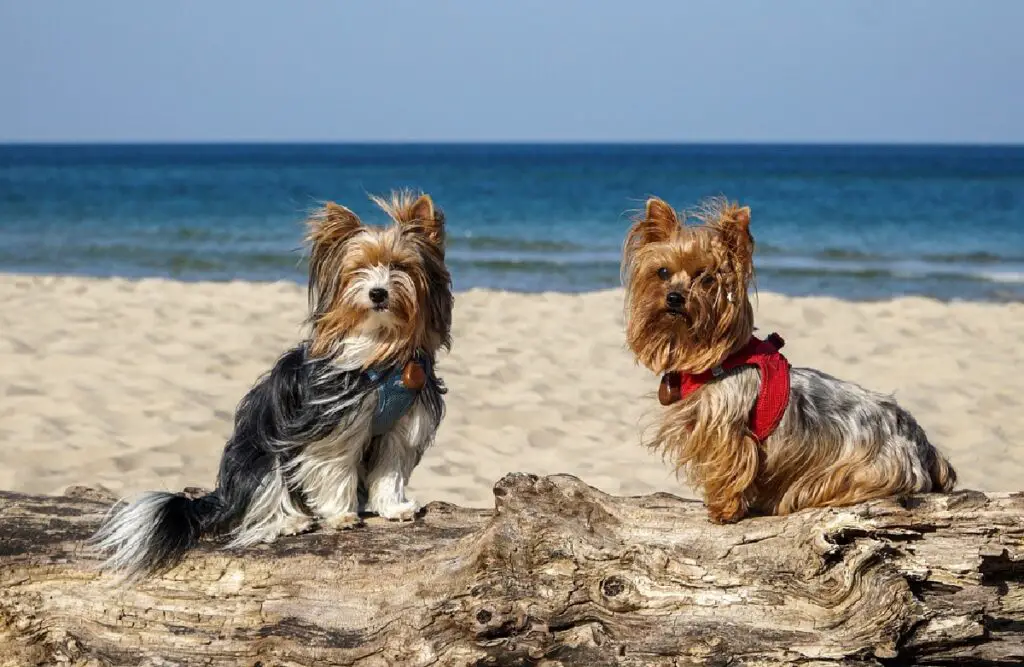 cani utilizzati in campo militare
