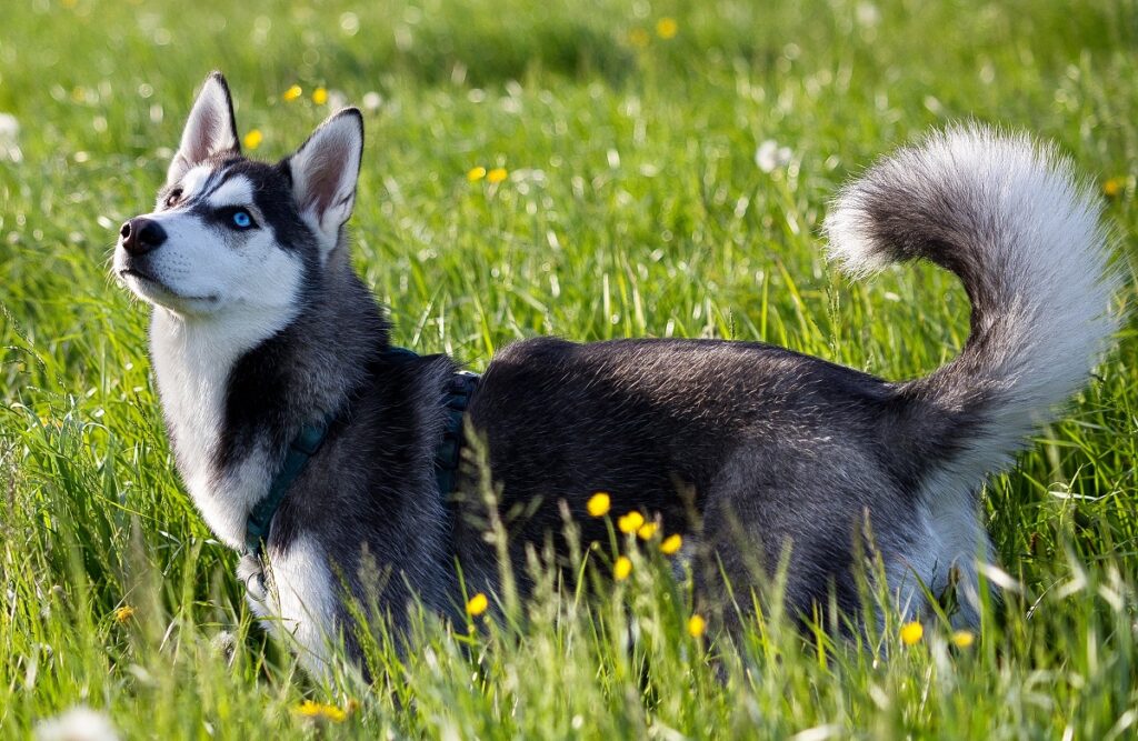 cani con meno problemi di salute
