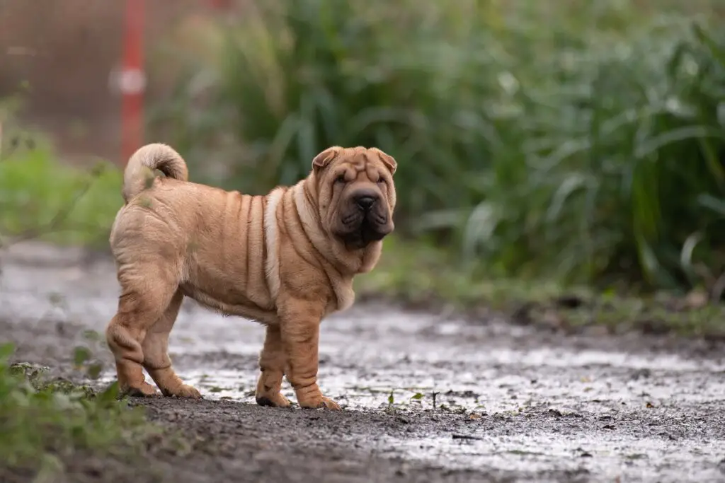 cane dal muso cadente
