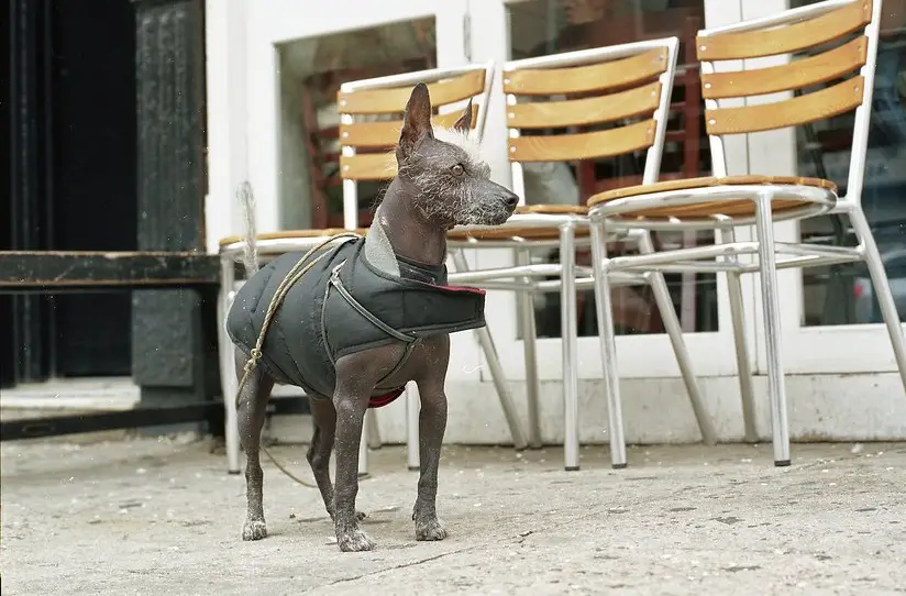 cane egiziano senza pelo
