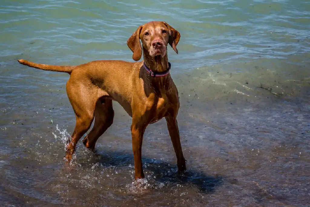 razze di cani più veloci
