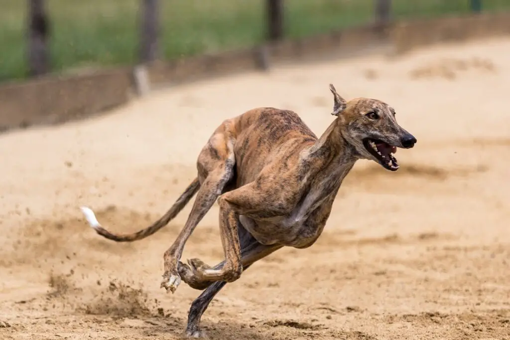 cane più veloce del mondo
