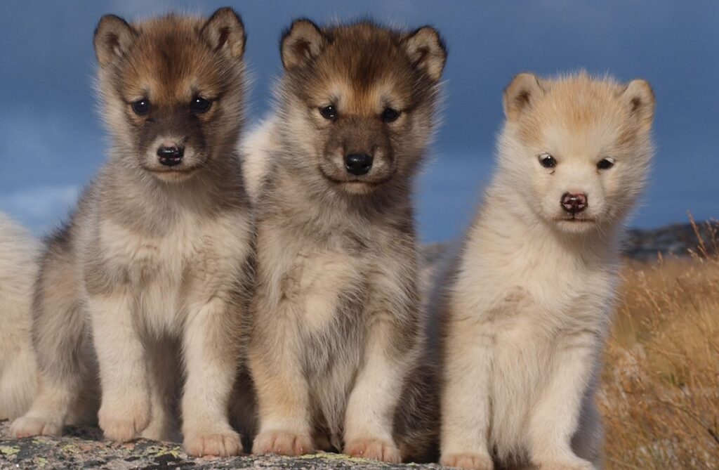 prima razza di cane al mondo
