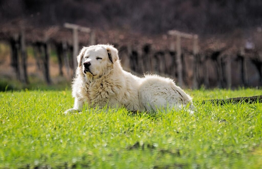 soffice razza di cane bianco
