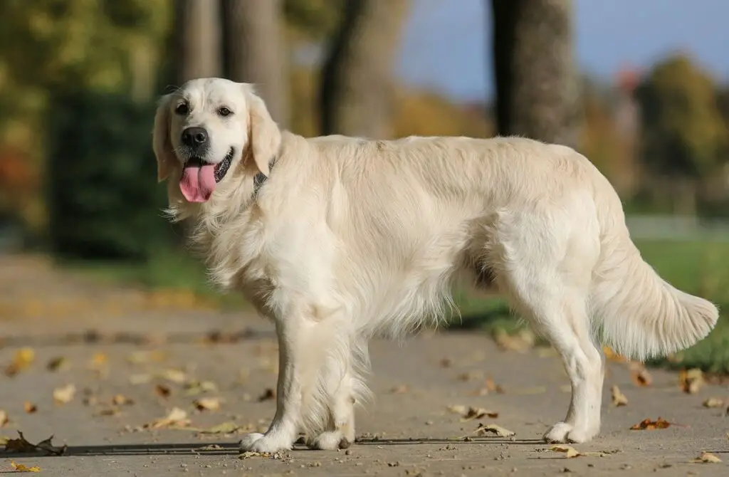 razze di cani più amichevoli
