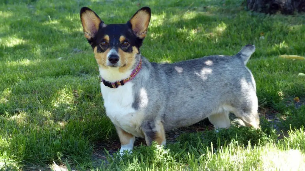 mix di corgi heeler completamente cresciuto
