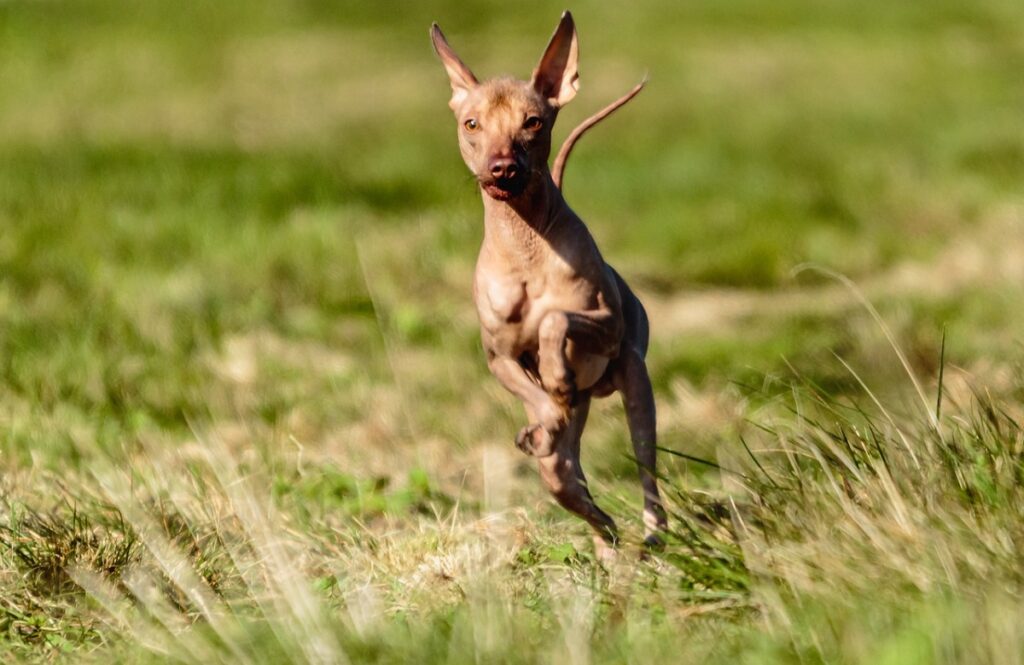 razze di cani dall'aspetto più divertente
