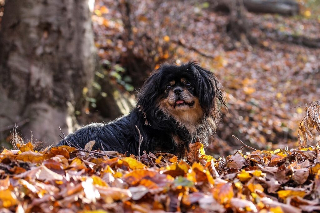 razze di cani gentili
