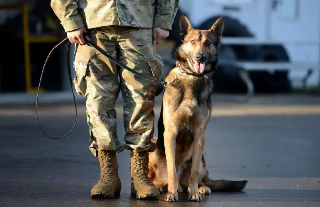 cane militare pastore tedesco
