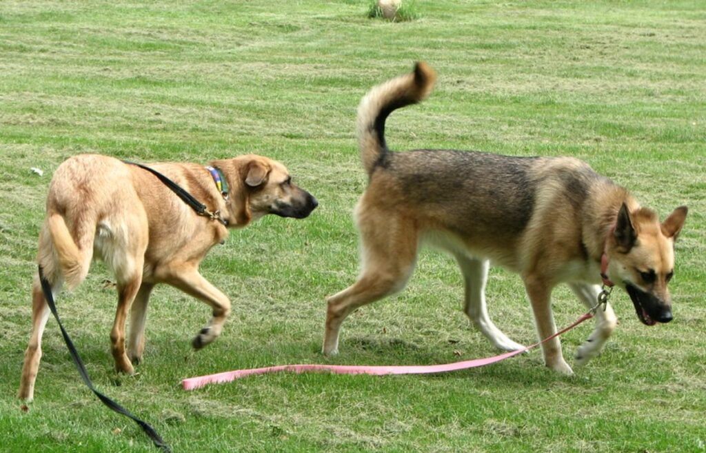 specie rappresentative della razza di cane gigante
