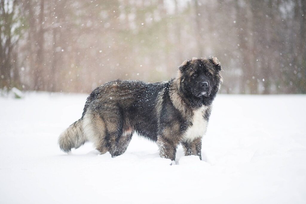 cane da montagna gigante
