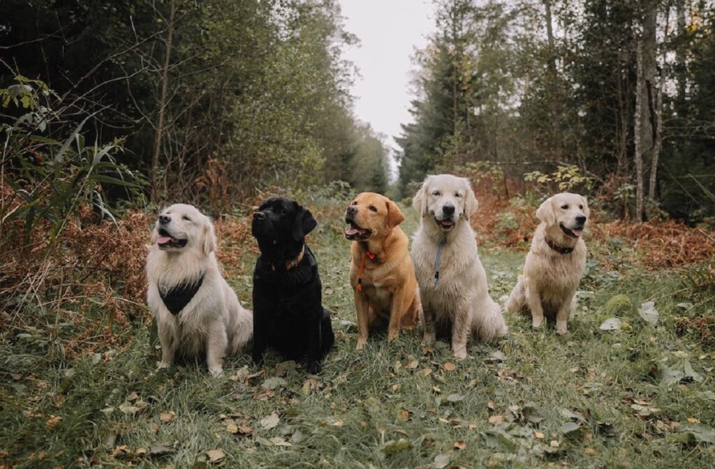 tipo di mantello Golden Retriever