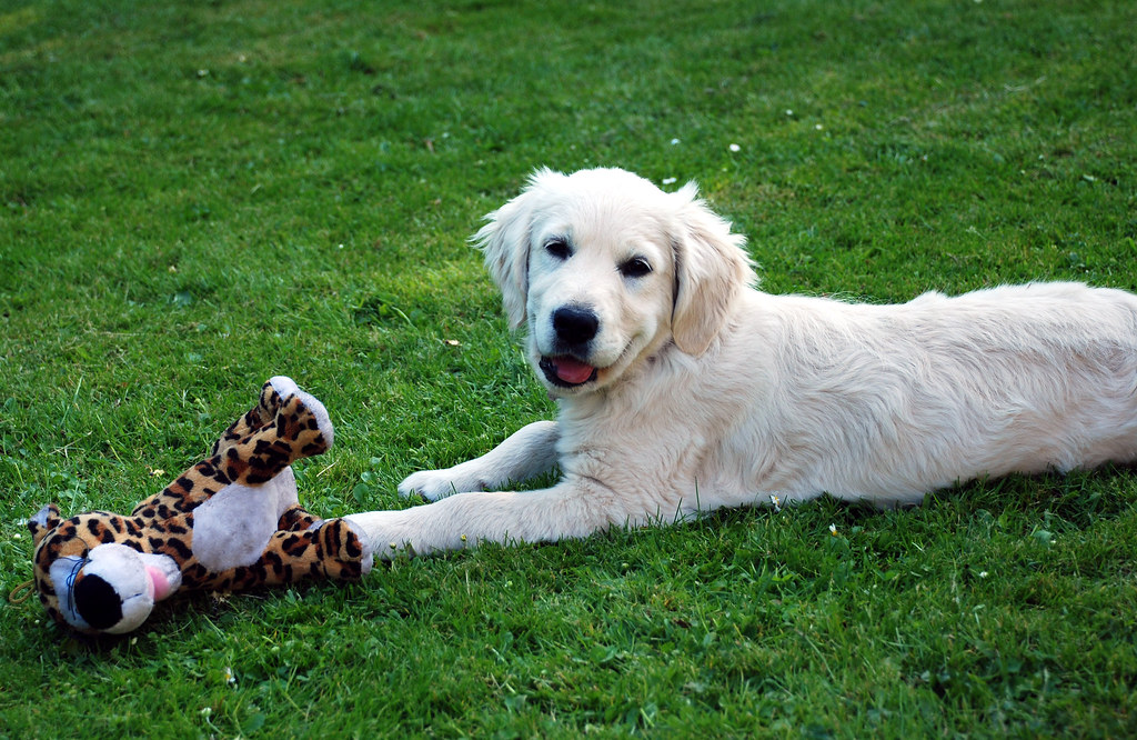 Cucciolo di mix di laboratorio di golden retriever
