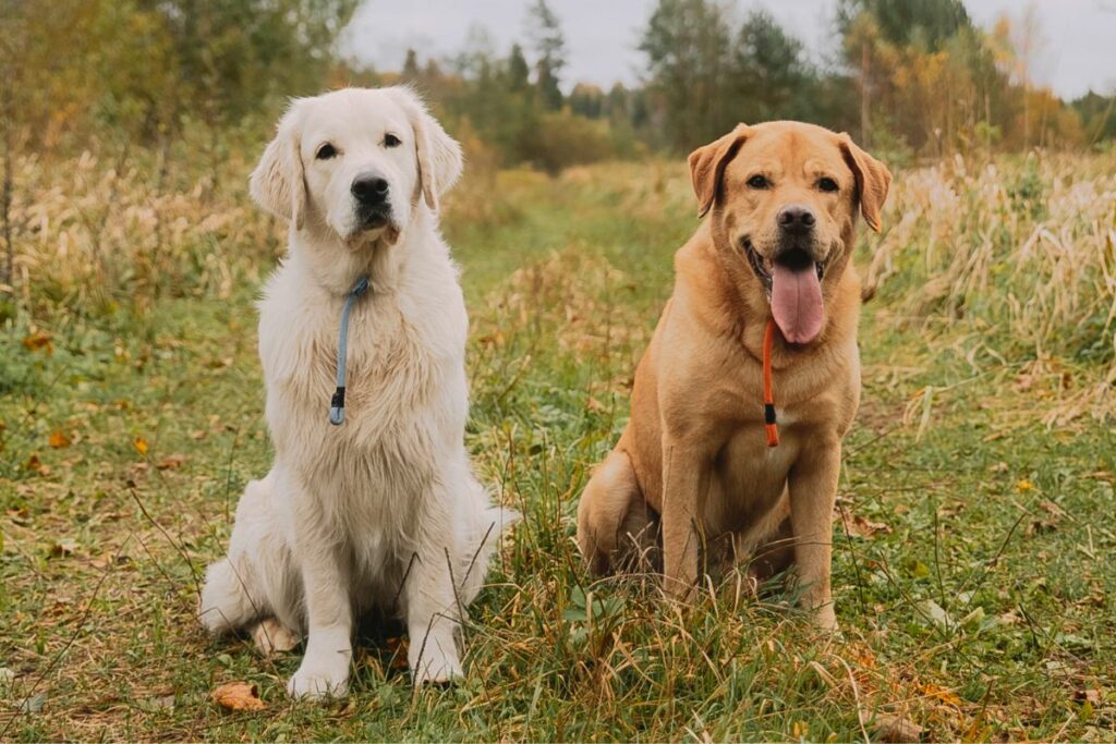 labrador dorato
