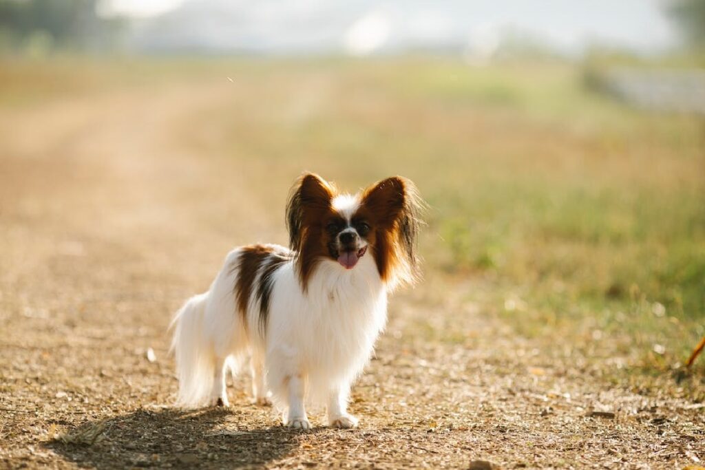 buoni cani per i proprietari alle prime armi
