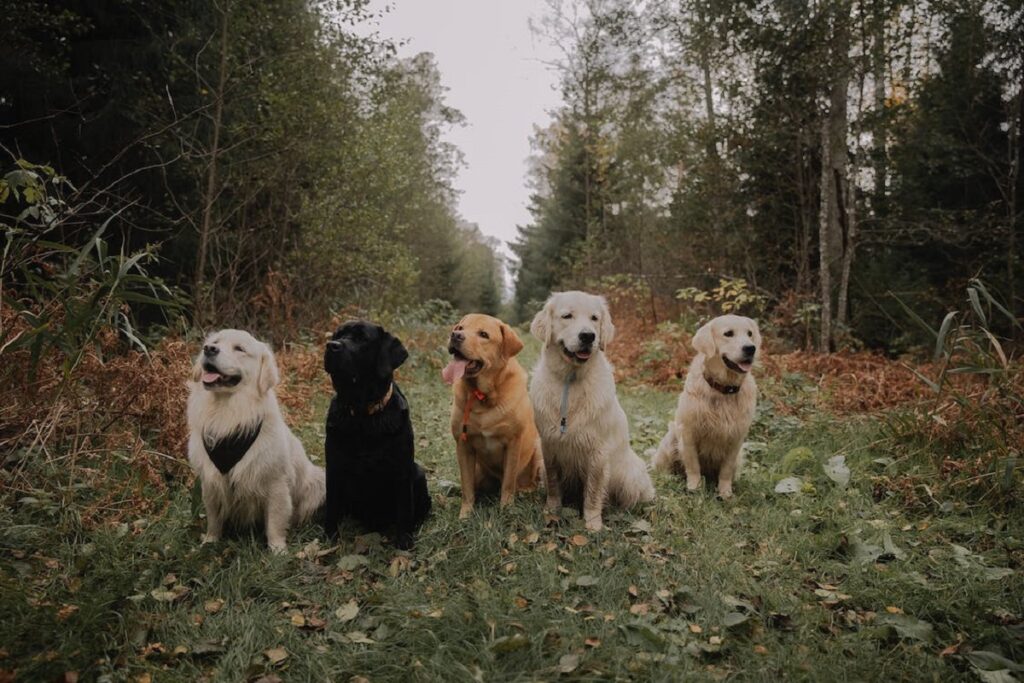 buoni cani da caccia
