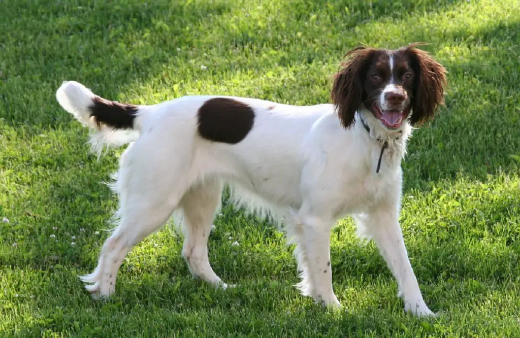 buoni cani di media taglia
