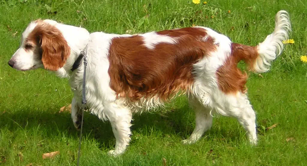 buoni cani da famiglia di media taglia
