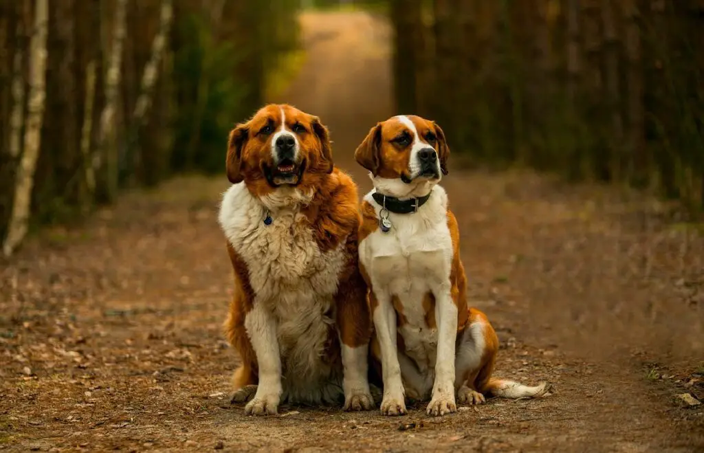 razze di cani di alto livello