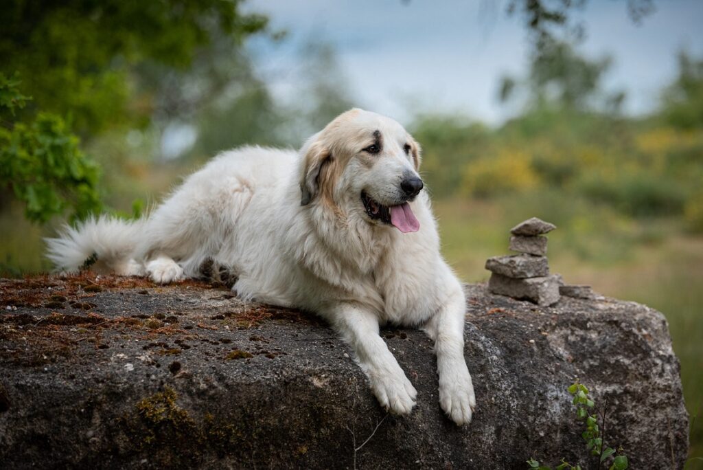 ottimo cane da montagna
