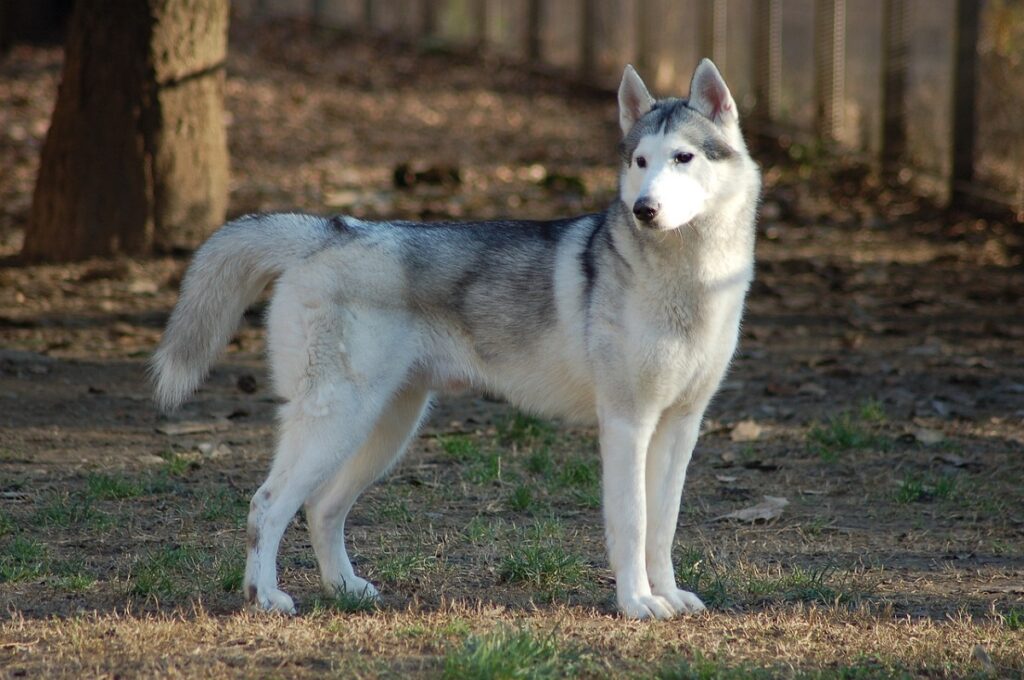 cane grigio e bianco
