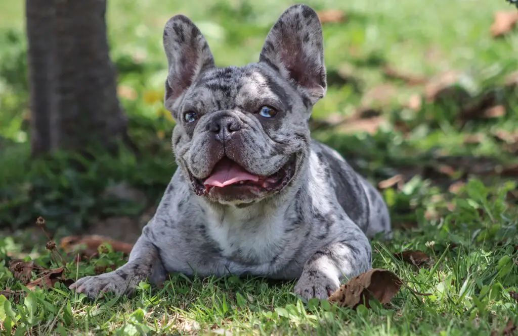 bulldog grigio con gli occhi azzurri
