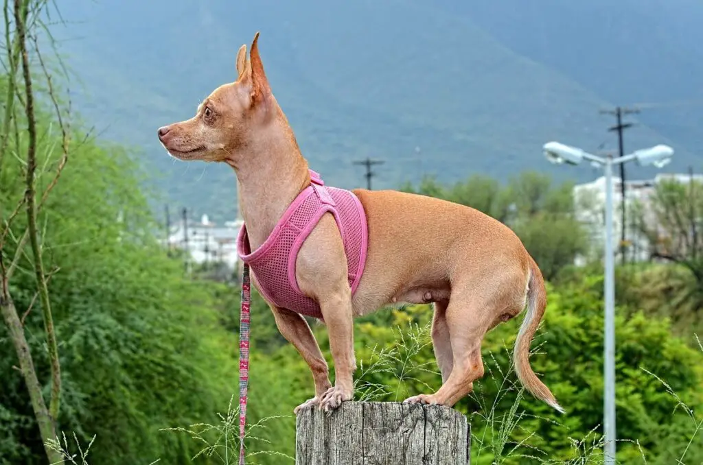 cane senza pelo
