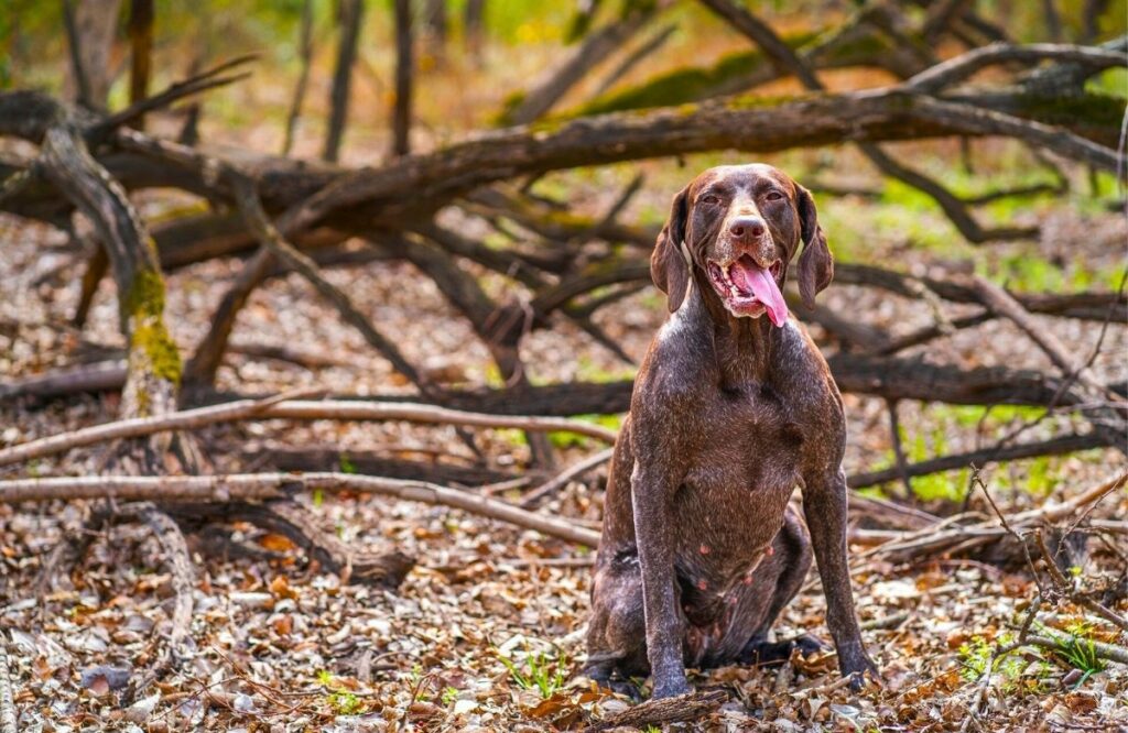 razze di cani di piccola taglia sane
