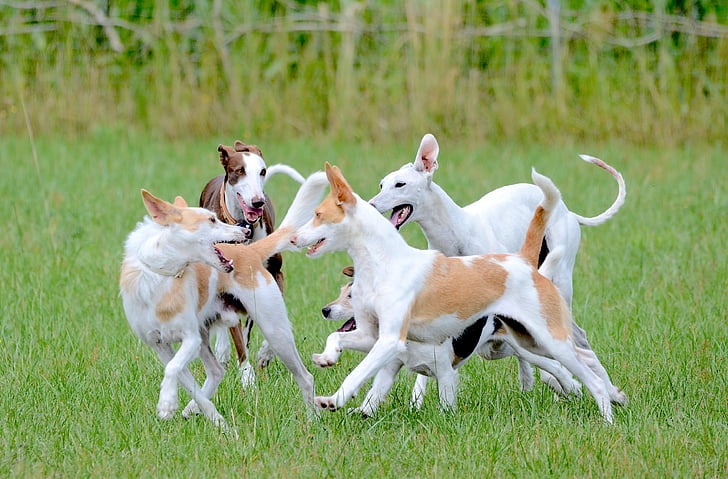 cuccioli di cane da caccia
