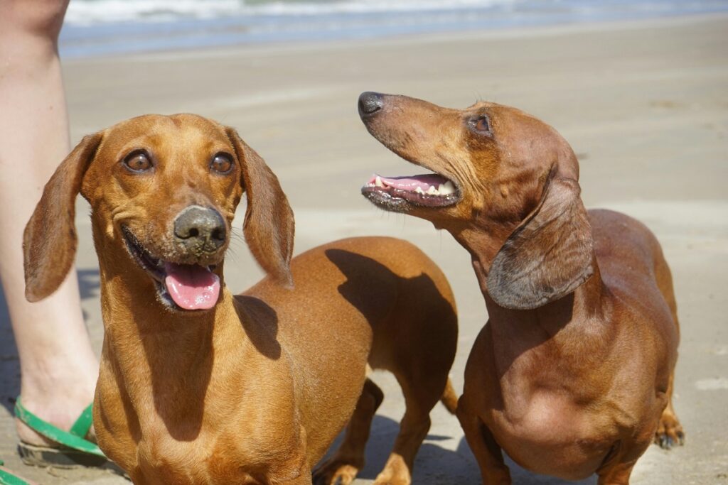 cane da caccia segugio
