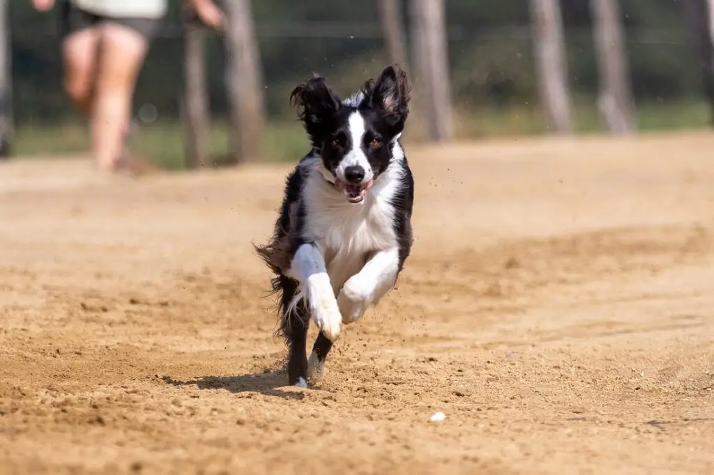 quanto velocemente può correre un border collie
