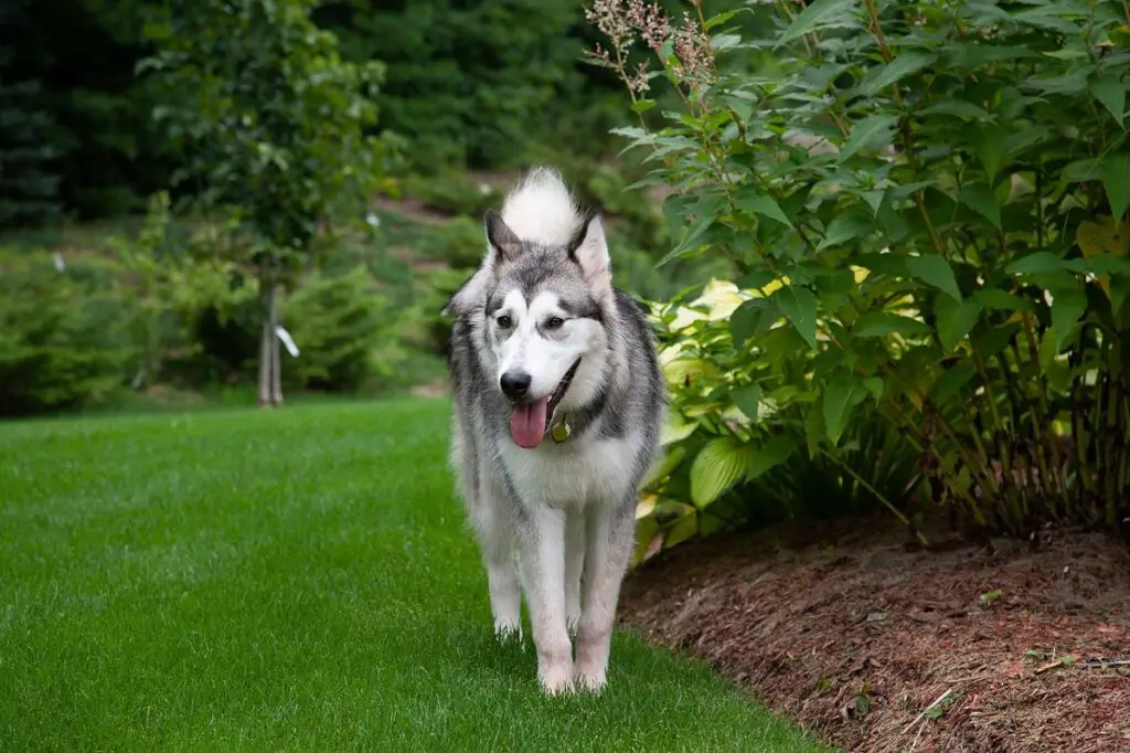 quanto velocemente può correre un husky
