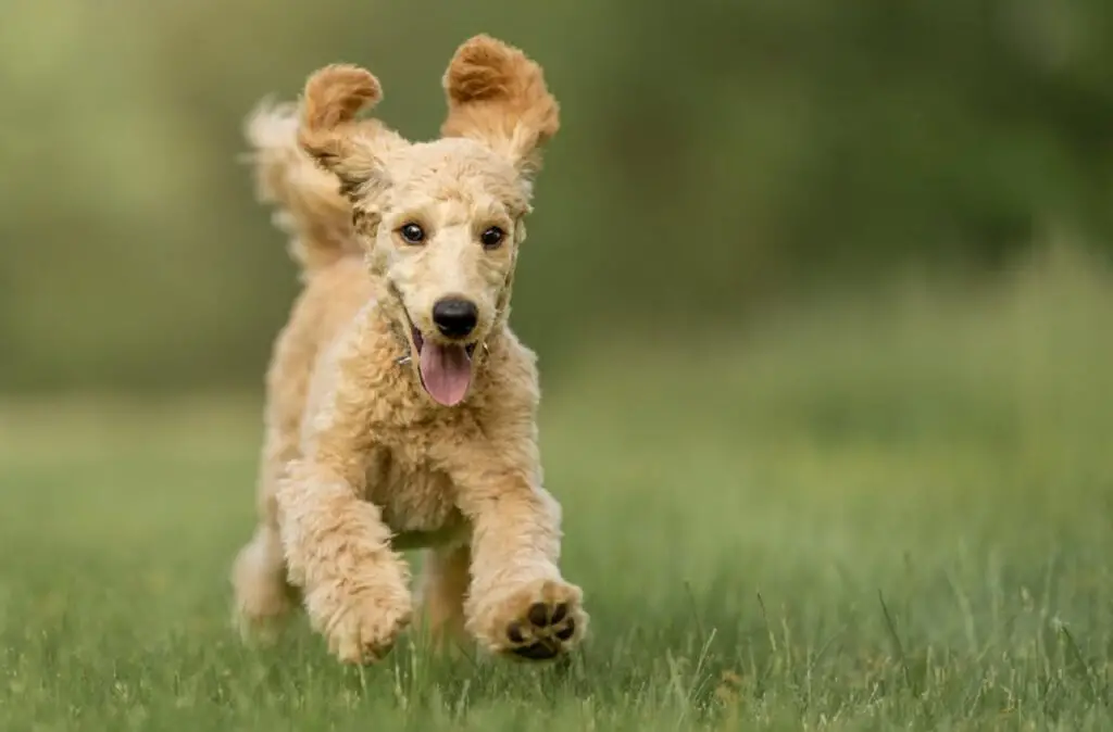 quanto velocemente può correre un barboncino
