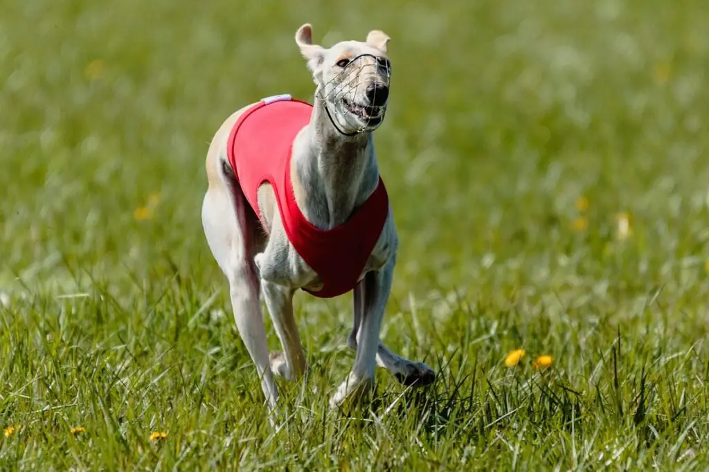 quanto velocemente può correre un whippet
