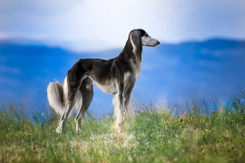 quanto è veloce un cane
