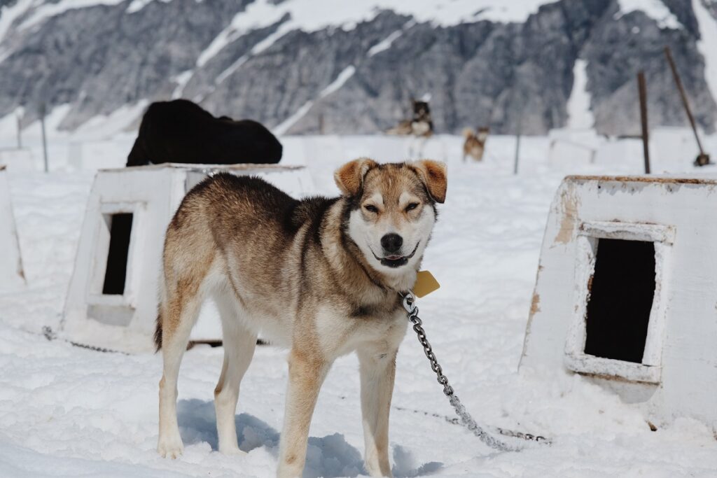 quante razze husky ci sono
