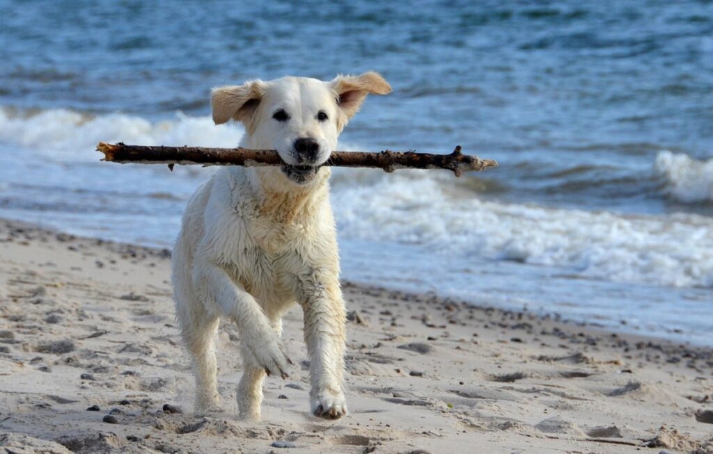 how to keep your dog cool in summer