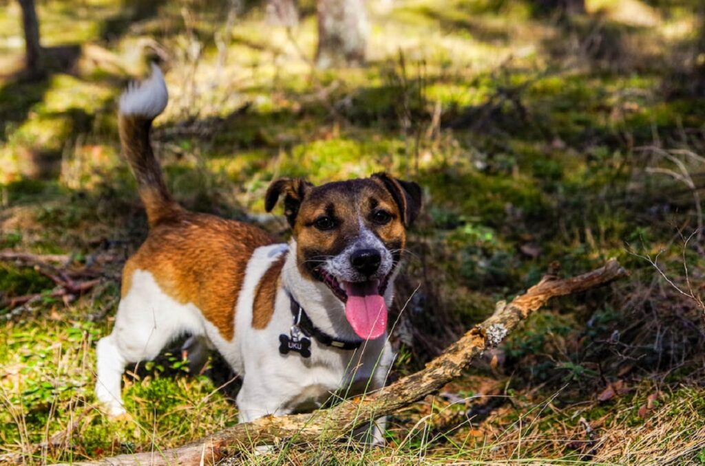 razze di cani cacciatori
