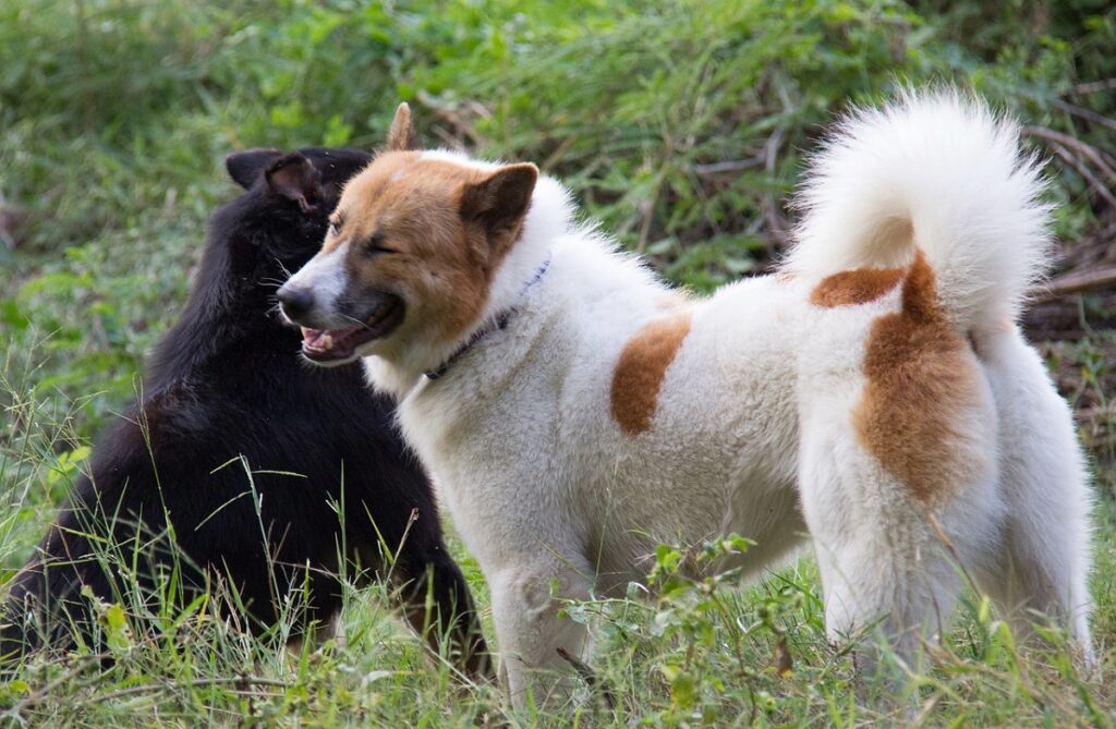 cane asiatico da caccia