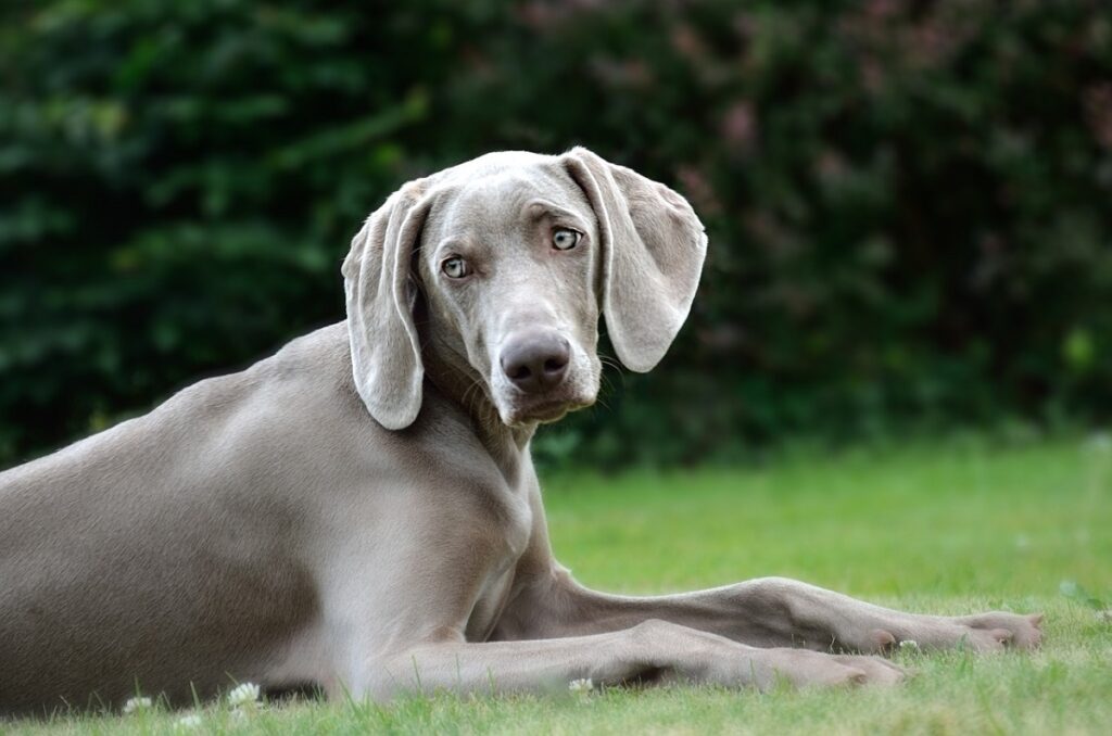 razze di cani da caccia
