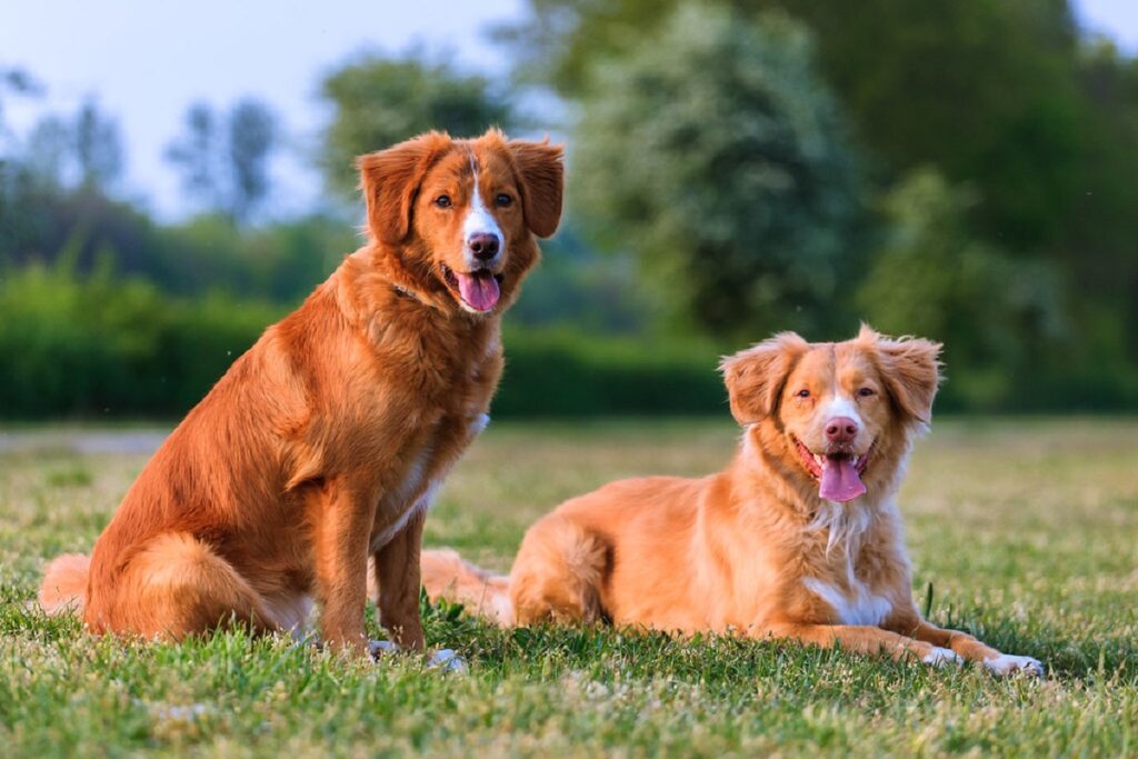 razze di cani da caccia
