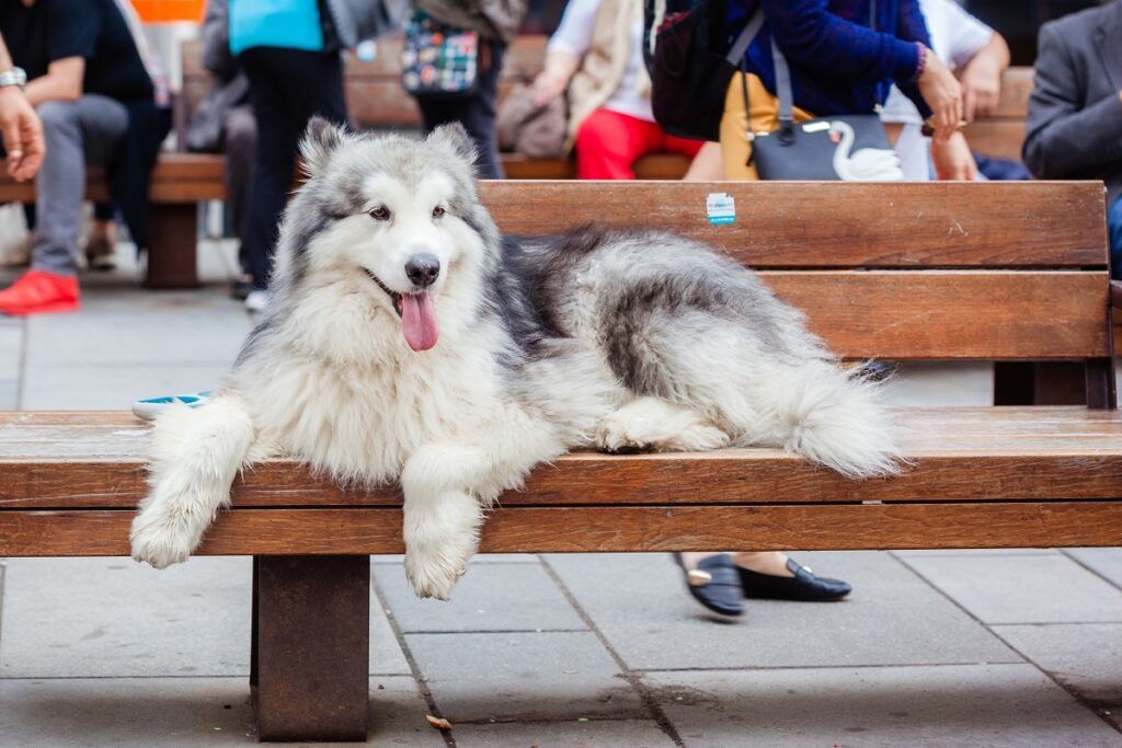 cane husky
