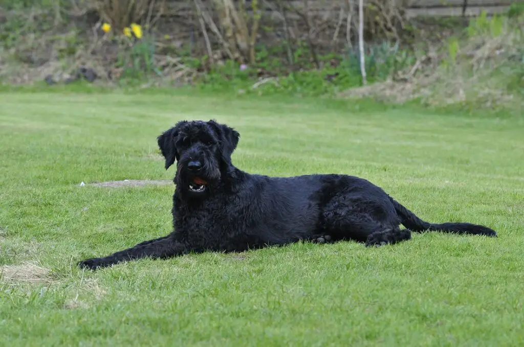 cani ipoallergenici che non perdono il pelo
