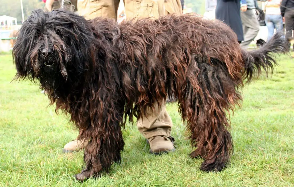 cane pastore italiano