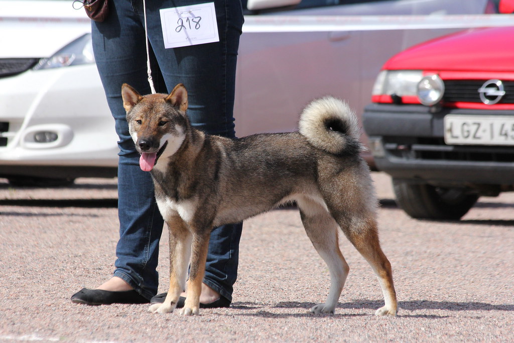 cani di grossa taglia giapponesi
