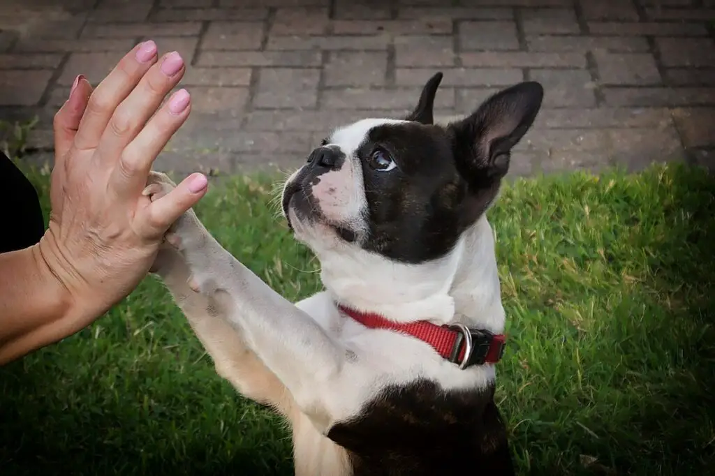 razze di cani più gentili
